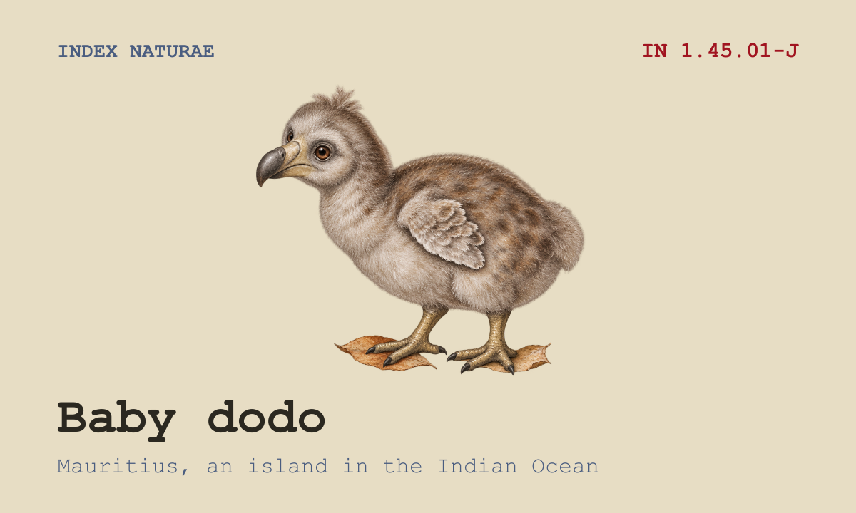 Baby Dodo index card, IN 1.45.01-J