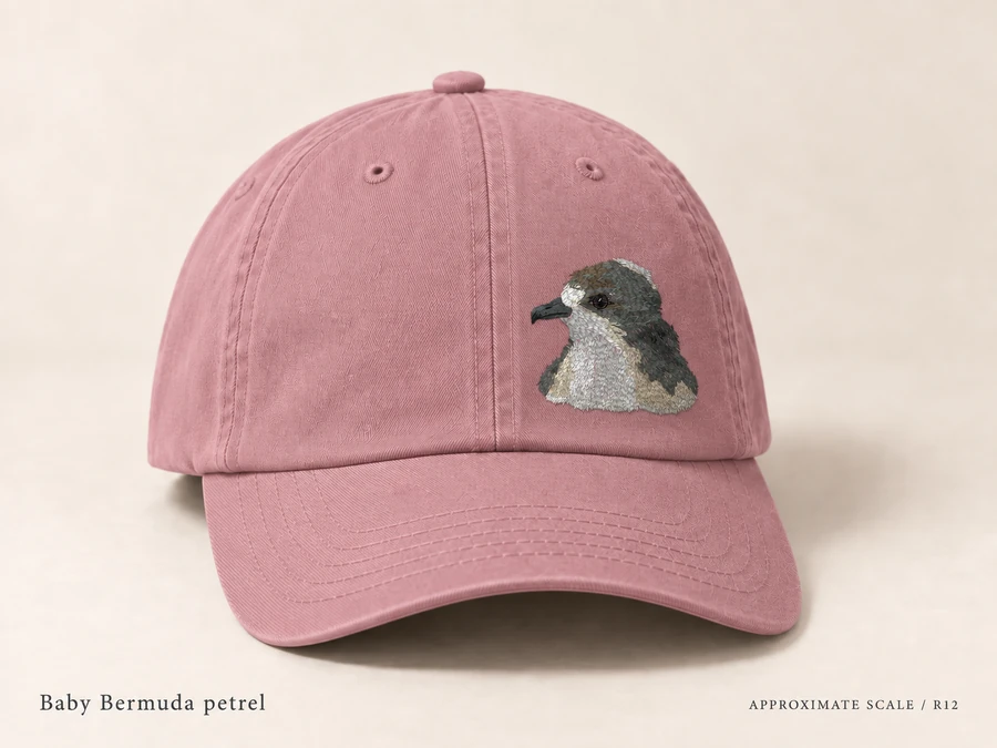 Earlier illustrative Bermuda petrel cap study; superseded design