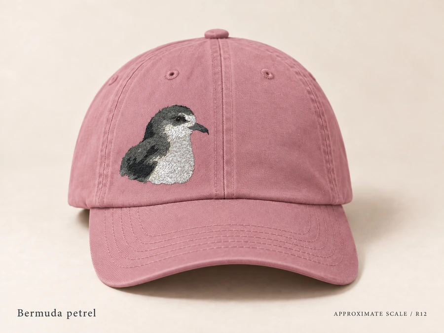 Earlier illustrative Bermuda petrel cap study; superseded design