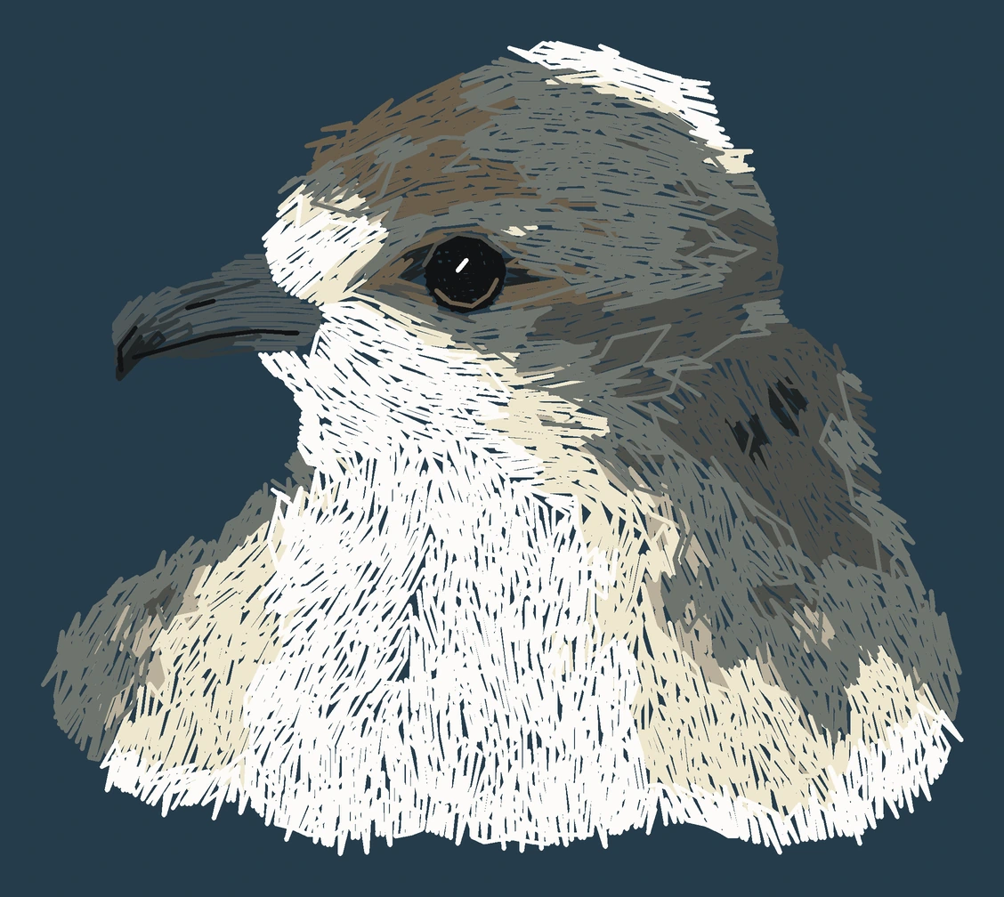 Current young Bermuda petrel digitized embroidery study; not a sewn sample