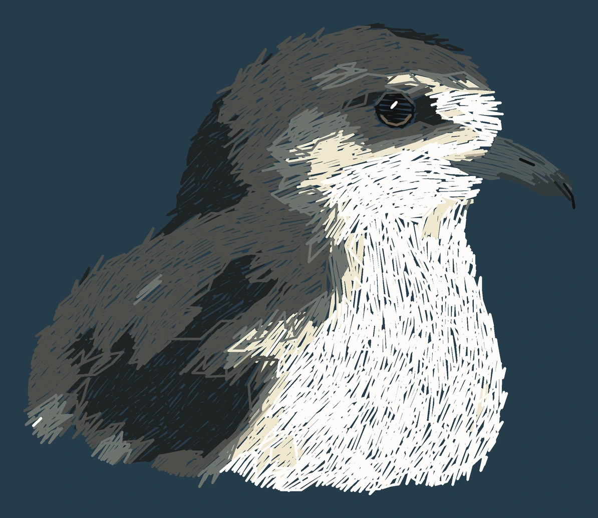Current adult Bermuda petrel digitized embroidery study; not a sewn sample