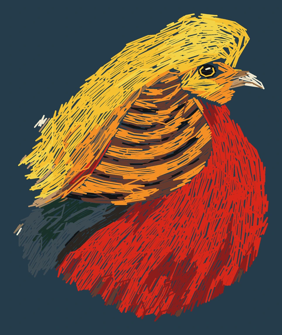 Current adult Golden pheasant digitized embroidery study; not a sewn sample